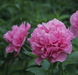 Carnation Bouquet1